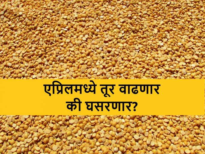 future market rates of tur pigeon pea in month of April | एप्रिलमध्ये बाजारात तुरी, मिळेल का भाव भारी