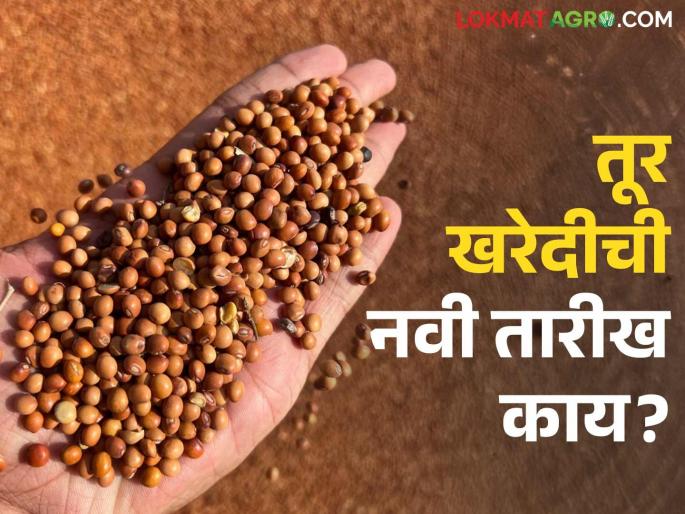 Tur Kharedi: Good news for Tur growers; Read the big decision of the central government in detail | Tur Kharedi: तूर उत्पादकांसाठी आनंदाची बातमी; केंद्र सरकारचा मोठा निर्णय वाचा सविस्तर