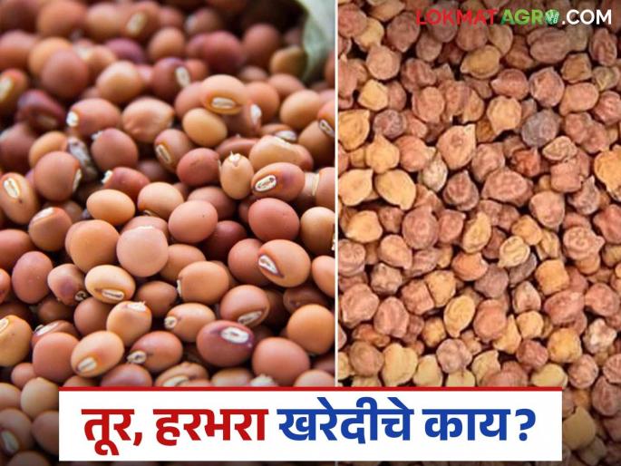 Market Update: Rabi season ends: Purchase of tur is slow, no time to buy Harbhara! | Market Update : रब्बी हंगाम संपला : तुरीची खरेदी संथ गतीने, हरभरा खरेदीला मुहूर्त मिळेना! Market Update: Rabi season ends: Purchase of tur is slow, no time to buy Harbhara! | Market Update : रब्बी हंगाम संपला : तुरीची खरेदी संथ गतीने, हरभरा खरेदीला मुहूर्त मिळेना!