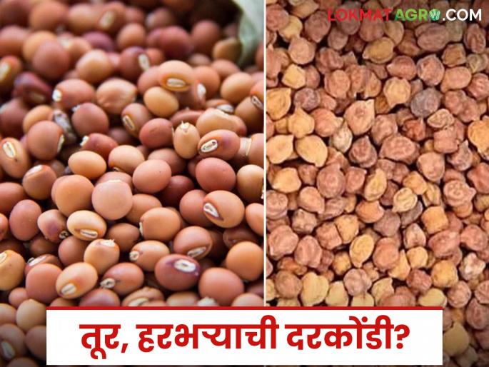 Tur Harbhara Market: latest news Tur, Harbhara prices continue to be in a tight spot; Know the reason in detail | Tur Harbhara Market: तूर, हरभऱ्याची दरकोंडी कायम; काय आहे कारण जाणून घ्या सविस्तर