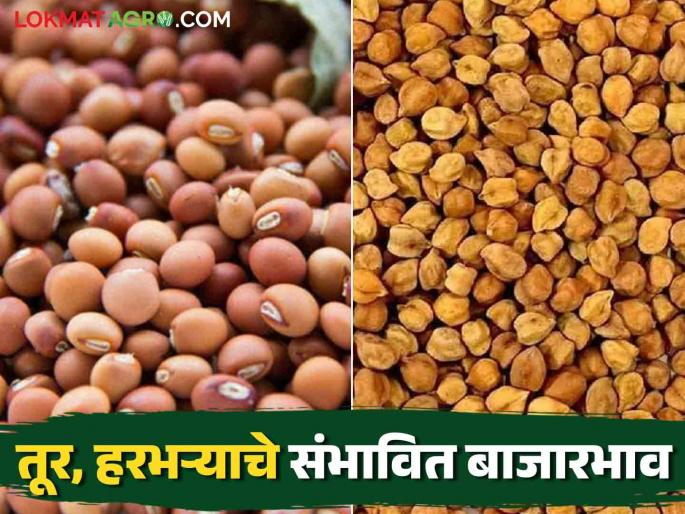 Latest News Tur, Harbhara Market What will be market prices of Tur, Harbhara crops in future Know in detail  | Tur, Harbhara Market : आगामी काळात तूर, हरभरा पिकांना काय बाजारभाव मिळतील? जाणून घ्या सविस्तर  Latest News Tur, Harbhara Market What will be market prices of Tur, Harbhara crops in future Know in detail  | Tur, Harbhara Market : आगामी काळात तूर, हरभरा पिकांना काय बाजारभाव मिळतील? जाणून घ्या सविस्तर
