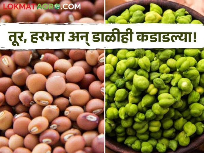 Latest News Tur, gram farmers get relief, how market price is getting, read in detail | तूर, हरभरा शेतकऱ्यांना दिलासा, कसा मिळतोय बाजारभाव, वाचा सविस्तर 