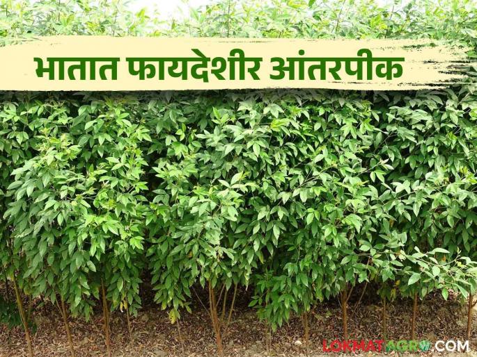 Take the paddy on the mule's saddle, the pulse crop and earn more profit | भात खाचराच्या बांधावर घ्या हे कडधान्याचे पिक अन् कमवा अधिकचा नफा Take the paddy on the mule's saddle, the pulse crop and earn more profit | भात खाचराच्या बांधावर घ्या हे कडधान्याचे पिक अन् कमवा अधिकचा नफा