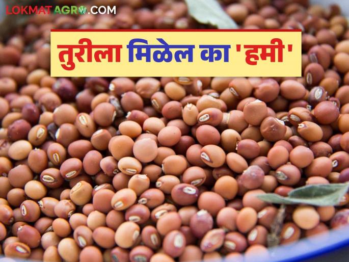 Guarantee Price Center: Will Turi get a 'guarantee'? Read in detail which centres are there | Guarantee Price Center: तुरीला मिळेल का 'हमी'; कोणते आहेत केंद्र ते वाचा सविस्तर Guarantee Price Center: Will Turi get a 'guarantee'? Read in detail which centres are there | Guarantee Price Center: तुरीला मिळेल का 'हमी'; कोणते आहेत केंद्र ते वाचा सविस्तर