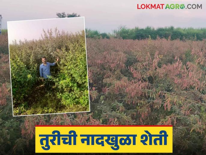 Farmer Success Story : The hard work of Kapse brothers from Daund taluka; Twelve hundred pods from one pigeon pea plant tree | Farmer Success Story : दौंड तालुक्यातील कापसे बंधूंची कमाल; सहा एकर तूर शेतीवर ड्रोनने फवारणी अन् एका झाडाला बाराशे शेंगा Farmer Success Story : The hard work of Kapse brothers from Daund taluka; Twelve hundred pods from one pigeon pea plant tree | Farmer Success Story : दौंड तालुक्यातील कापसे बंधूंची कमाल; सहा एकर तूर शेतीवर ड्रोनने फवारणी अन् एका झाडाला बाराशे शेंगा