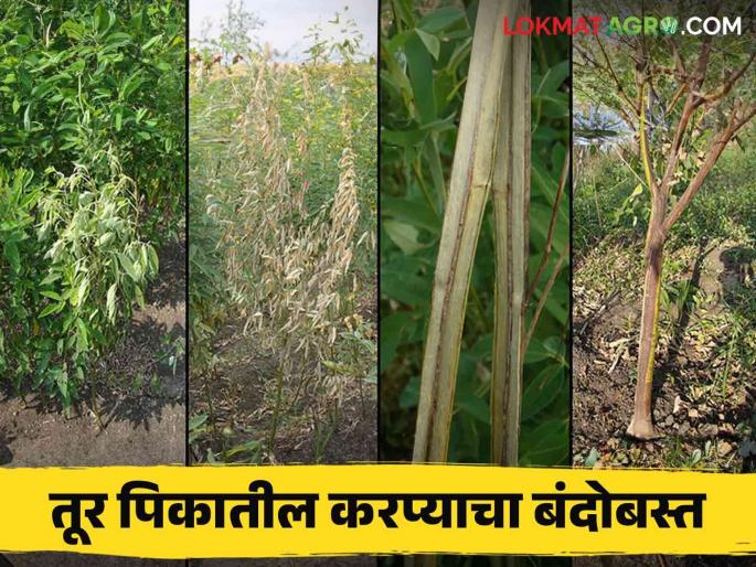 Tur Karpa : How to manage stem blight disease in tur pigeon pea crop | Tur Karpa : तूर पिकातील खोडावरील करपा रोगाचे कसे कराल व्यवस्थापन Tur Karpa : How to manage stem blight disease in tur pigeon pea crop | Tur Karpa : तूर पिकातील खोडावरील करपा रोगाचे कसे कराल व्यवस्थापन