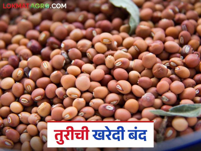 Tur kharedi: tur buying not yet started; Find out what is the reason | Tur kharedi: तुरीची खरेदी बंद; जाणून घ्या काय आहे कारण Tur kharedi: tur buying not yet started; Find out what is the reason | Tur kharedi: तुरीची खरेदी बंद; जाणून घ्या काय आहे कारण