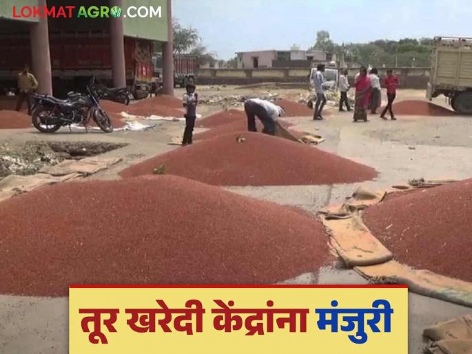 Tur Procurement: Farmers, these are the centers for purchasing tur, read in detail | Tur Procurment : शेतकऱ्यांनो तूर खरेदीसाठी 'ही' आहेत केंद्र वाचा सविस्तर