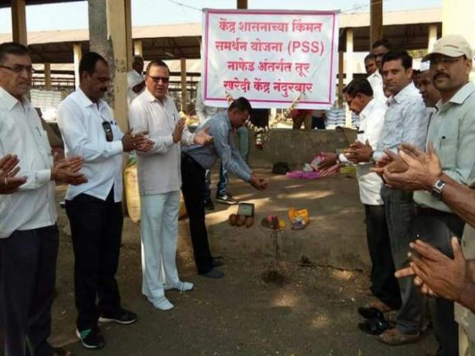 Thar five and a half quarters of the price: Basic centers in Nandurbar | तूरला साडेपाच हजार क्विंटल भाव : नंदुरबारात आधारभूत केंद्र Thar five and a half quarters of the price: Basic centers in Nandurbar | तूरला साडेपाच हजार क्विंटल भाव : नंदुरबारात आधारभूत केंद्र