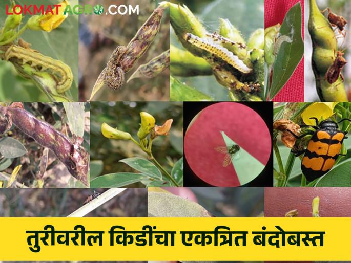 Solutions for integrated pest management in tur pigeon pea crop | तूर पिकातील किडींचे एकात्मिक व्यवस्थापन करण्यासाठी उपाय Solutions for integrated pest management in tur pigeon pea crop | तूर पिकातील किडींचे एकात्मिक व्यवस्थापन करण्यासाठी उपाय