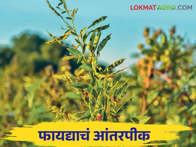 This pulse crop is the best option for intercropping in kharif | आंतरपिकासाठी हे कडधान्य वर्गीय पिक ठरतंय उत्तम पर्याय