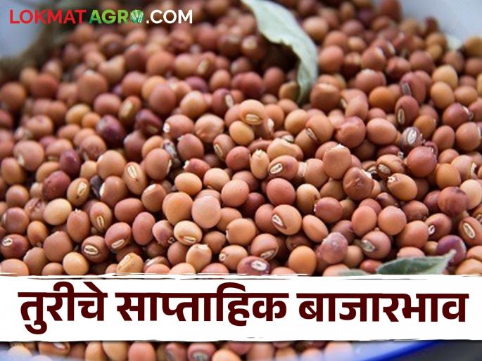 Latest News Tur Market What price did tur market last week see detail | Tur Market : तुरीला मागील आठवड्यात काय भाव मिळाला? जाणून घ्या सविस्तर Latest News Tur Market What price did tur market last week see detail | Tur Market : तुरीला मागील आठवड्यात काय भाव मिळाला? जाणून घ्या सविस्तर