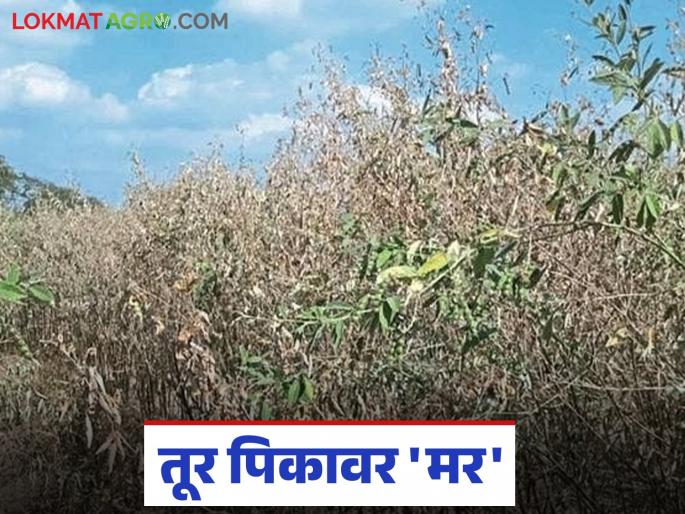 latest news Tur Mar Rog: Tur 'dies' due to increasing moisture in the soil; 'Come' and take measures | Tur Mar Rog : जमिनीतील वाढत्या आर्द्रतेने तुरीवर 'मर'; 'या' करा उपाययोजना