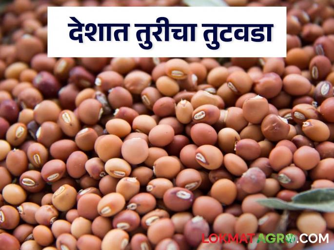 Latest News Shortage of 16 lakh tonnes of turi in india says tur crop experts | Tur Market : देशात 16 लाख टन तुरीचा तुटवडा, दर 13 हजारांवर पोहोचणार, वाचा सविस्तर