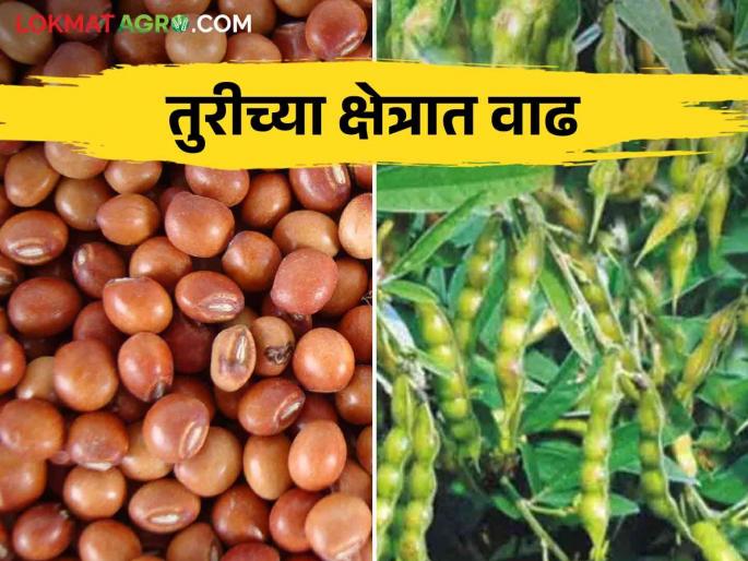 Tur Bhajar Bhav : Read in detail what is available in the tur market | Tur Bhajar Bhav : शेतकऱ्यांना आता तुरीची चिंता; बाजारात काय मिळतोय भाव वाचा सविस्तर Tur Bhajar Bhav : Read in detail what is available in the tur market | Tur Bhajar Bhav : शेतकऱ्यांना आता तुरीची चिंता; बाजारात काय मिळतोय भाव वाचा सविस्तर