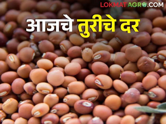 Latest News 24 Feb Todays Tur Market Price in maharashtra bajar samiti | 'या' बाजार समितीत तुरीला सर्वाधिक बाजारभाव मिळाला, जाणून घ्या आजचे बाजारभाव  Latest News 24 Feb Todays Tur Market Price in maharashtra bajar samiti | 'या' बाजार समितीत तुरीला सर्वाधिक बाजारभाव मिळाला, जाणून घ्या आजचे बाजारभाव