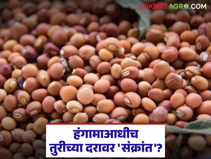 latest news Tur Market: Big blow to the price of Tur! Due to 'lemon' imports, the price is 'so many' rupees lower than the guaranteed price | Tur Market : तुरीच्या दराला मोठा झटका! 'लेमन' आयातीमुळे हमीभावापेक्षा 'इतक्या' रुपयांनी दर कमी latest news Tur Market: Big blow to the price of Tur! Due to 'lemon' imports, the price is 'so many' rupees lower than the guaranteed price | Tur Market : तुरीच्या दराला मोठा झटका! 'लेमन' आयातीमुळे हमीभावापेक्षा 'इतक्या' रुपयांनी दर कमी