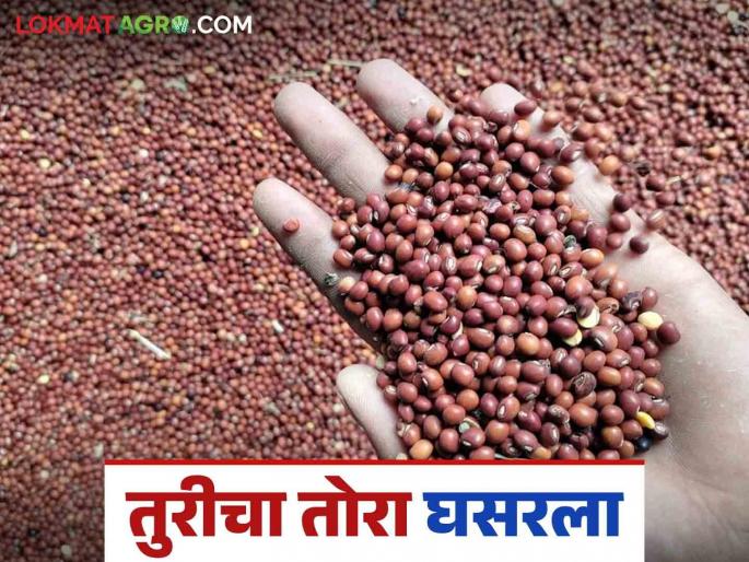 Tur Market: As soon as the new Tur came into the market; the price of Tur fell | Tur Market : नवी तूर बाजारात येताच; तुरीच्या तोऱ्यात झाली घसरण