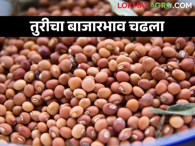 Increase in the market price of pigeon pea; Getting high prices | तुरीच्या बाजारभावात वाढ; मिळतोय उच्चांकी भाव Increase in the market price of pigeon pea; Getting high prices | तुरीच्या बाजारभावात वाढ; मिळतोय उच्चांकी भाव