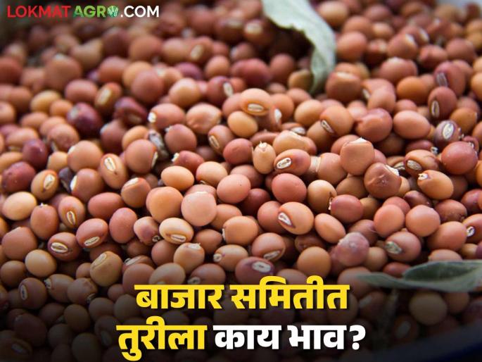 Tur Bajar Bhav: latest news Read more about Tur Bajar Bhav Guarantee in 'This' Bazaar Committee | Tur Bajar Bhav : 'या' बाजार समितीमध्ये तुरीला मिळतोय हमीभाव वाचा सविस्तर