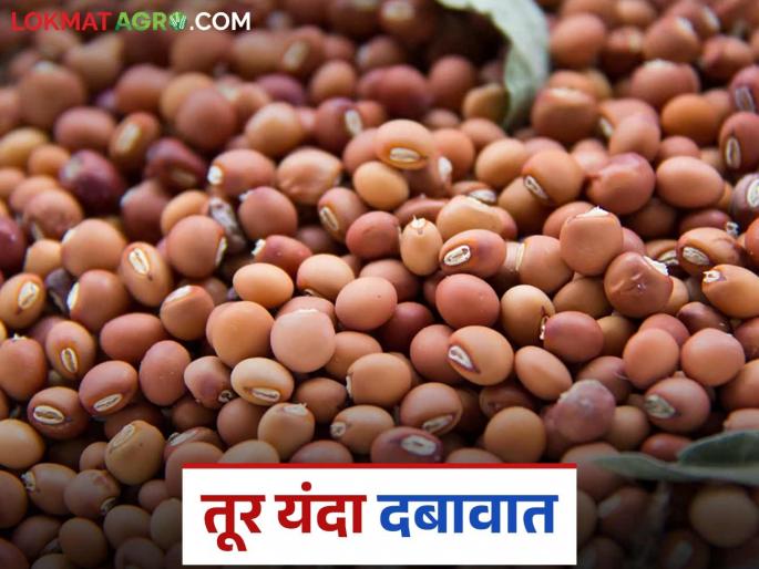 Tur Market: latest news Read in detail how the government's import policy is affecting Tur | Tur Market: शासनाच्या आयात धोरणाचा तुरीवर कसा होतोय परिणाम वाचा सविस्तर Tur Market: latest news Read in detail how the government's import policy is affecting Tur | Tur Market: शासनाच्या आयात धोरणाचा तुरीवर कसा होतोय परिणाम वाचा सविस्तर