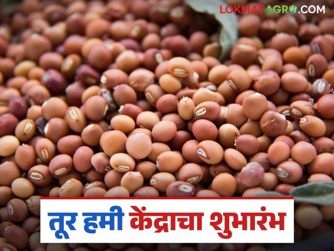 Tur Kharedi : Government procurement of tur; Read how the response was received in detail | Tur Kharedi : तुरीची शासकीय खरेदी; कसा मिळाला प्रतिसाद वाचा सविस्तर Tur Kharedi : Government procurement of tur; Read how the response was received in detail | Tur Kharedi : तुरीची शासकीय खरेदी; कसा मिळाला प्रतिसाद वाचा सविस्तर