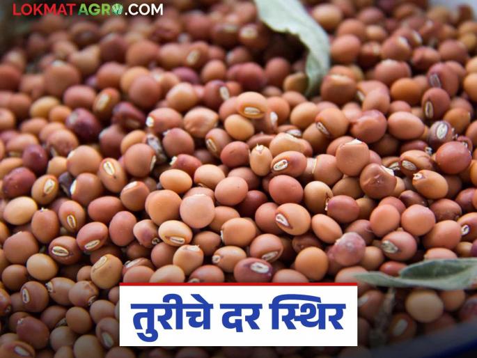 Tur Market Update: Stability in Tur price; Read in detail how the price was achieved | Tur Market Update: तुरीच्या दरात स्थिरता; कसे मिळाले दर ते वाचा सविस्तर