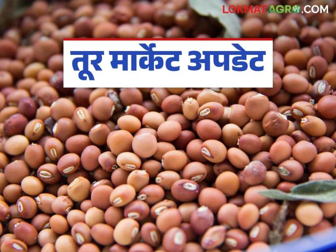 Tur Market: Tur growers are now waiting for the guaranteed price; Read in detail how the price is currently being obtained in the market | Tur Market: तूर उत्पादकांना आता हमीदराची प्रतीक्षा; सध्या बाजारात कसा मिळतोय दर ते वाचा सविस्तर Tur Market: Tur growers are now waiting for the guaranteed price; Read in detail how the price is currently being obtained in the market | Tur Market: तूर उत्पादकांना आता हमीदराची प्रतीक्षा; सध्या बाजारात कसा मिळतोय दर ते वाचा सविस्तर