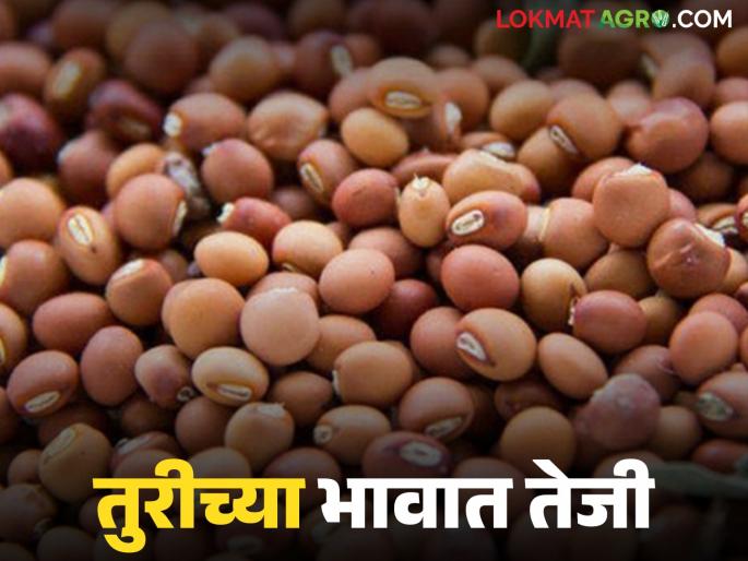 latest news Tur Market Update: Tur prices rise; but less than the guaranteed price! Read in detail | Tur Market Update : तुरीच्या भावात तेजी; पण हमीदरापेक्षा कमीच! वाचा सविस्तर
