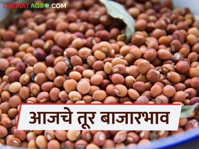 latest news Tur bajar bhav: Big drop in arrival of Tur; Highest price received in 'Ya' bazaar Read in detail | Tur bajar bhav : तुरीच्या आवकेत मोठी घट; 'या' बाजरात मिळाला उच्चांकी दर वाचा सविस्तर