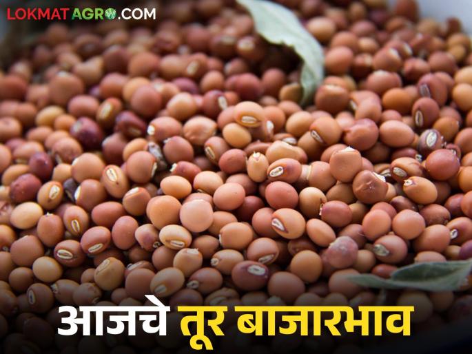 latest news Tur Bajar Bhav : Big arrival in Karanja-Amravati; Red Tur is in highest demand read in details | Tur Bajar Bhav : कारंजा-अमरावतीत मोठी आवक; लाल तुरीला सर्वाधिक मागणी वाचा सविस्तर latest news Tur Bajar Bhav : Big arrival in Karanja-Amravati; Red Tur is in highest demand read in details | Tur Bajar Bhav : कारंजा-अमरावतीत मोठी आवक; लाल तुरीला सर्वाधिक मागणी वाचा सविस्तर