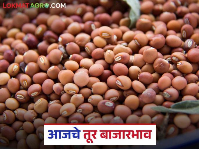 latest news Tur bajar bhav: Huge arrival of Tur in the state; Know the market price in detail | Tur bajar bhav : राज्यात तुरीची मोठी आवक; जाणून घ्या बाजारभाव सविस्तर latest news Tur bajar bhav: Huge arrival of Tur in the state; Know the market price in detail | Tur bajar bhav : राज्यात तुरीची मोठी आवक; जाणून घ्या बाजारभाव सविस्तर