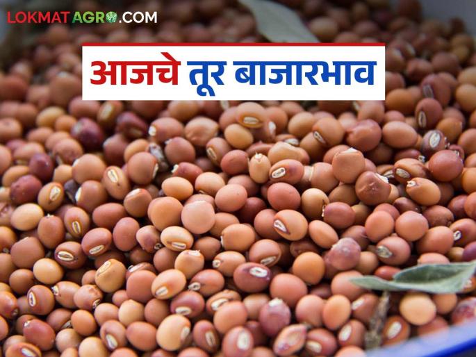 latest news Tur bajar bhav: Fluctuations in the arrival of tur! In which market the price is highest today? Read in detail | Tur bajar bhav : तुरीच्या आवकेत चढ-उतार! आज कोणत्या बाजारात सर्वाधिक भाव? वाचा सविस्तर latest news Tur bajar bhav: Fluctuations in the arrival of tur! In which market the price is highest today? Read in detail | Tur bajar bhav : तुरीच्या आवकेत चढ-उतार! आज कोणत्या बाजारात सर्वाधिक भाव? वाचा सविस्तर