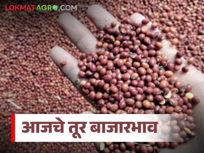 latest news Tur Bajar Bhav : Strong demand for red tur; White tur reaches 'so many' thousands in Jalna Read in detail | Tur Bajar Bhav : लाल तुरीला जोरदार मागणी; जालन्यात पांढरी तूर पोहोचली 'इतक्या' हजारांवर वाचा सविस्तर latest news Tur Bajar Bhav : Strong demand for red tur; White tur reaches 'so many' thousands in Jalna Read in detail | Tur Bajar Bhav : लाल तुरीला जोरदार मागणी; जालन्यात पांढरी तूर पोहोचली 'इतक्या' हजारांवर वाचा सविस्तर