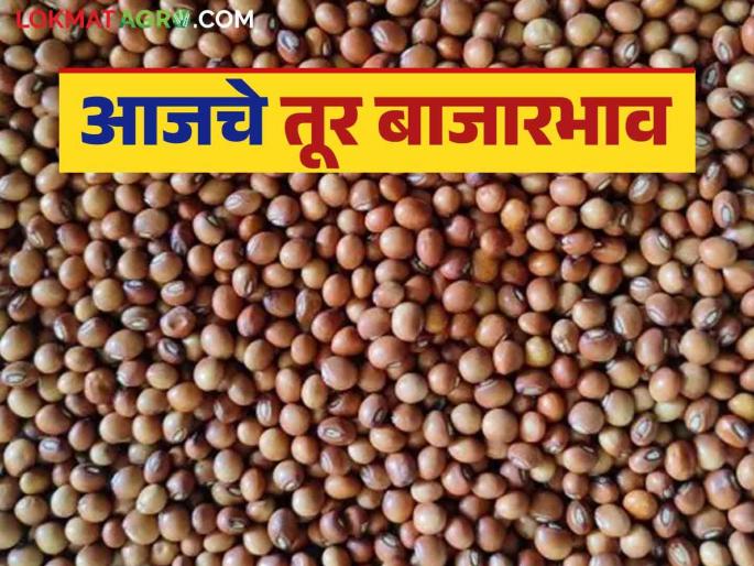 Tur Bajar Bhav : Tur arrivals in the milk market have increased; Read in detail what is the price being obtained | Tur Bajar Bhav : दुधणी बाजारात तूरीची आवक वाढली; काय मिळतोय दर ते वाचा सविस्तर