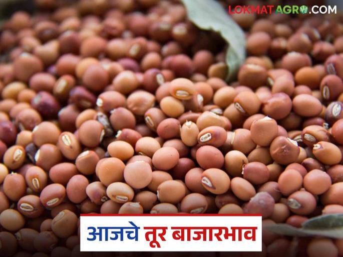 latest news Tur bajar bhav: Big change in the price of tur; Know today's market price in detail | Tur bajar bhav : तुरीच्या दरात मोठा बदल; जाणून घ्या आजचे बाजारभाव सविस्तर latest news Tur bajar bhav: Big change in the price of tur; Know today's market price in detail | Tur bajar bhav : तुरीच्या दरात मोठा बदल; जाणून घ्या आजचे बाजारभाव सविस्तर