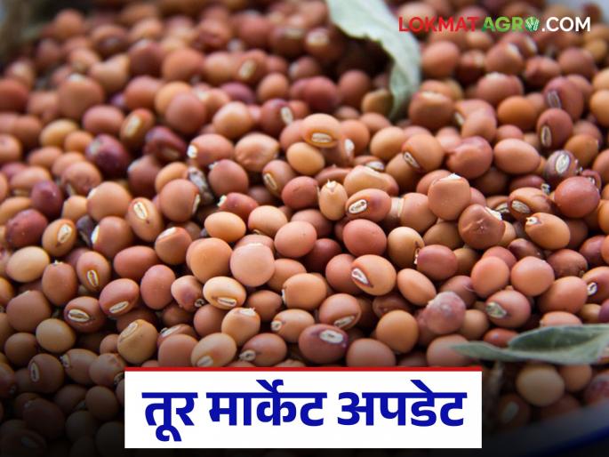 latest news Tur bajar bhav: Tur market price: Low arrivals, but good prices in Gangapur and Karjat Read in detail | Tur bajar bhav : तूर बाजारभाव : आवक कमी, पण गंगापूर व कर्जतला चांगला दर वाचा सविस्तर