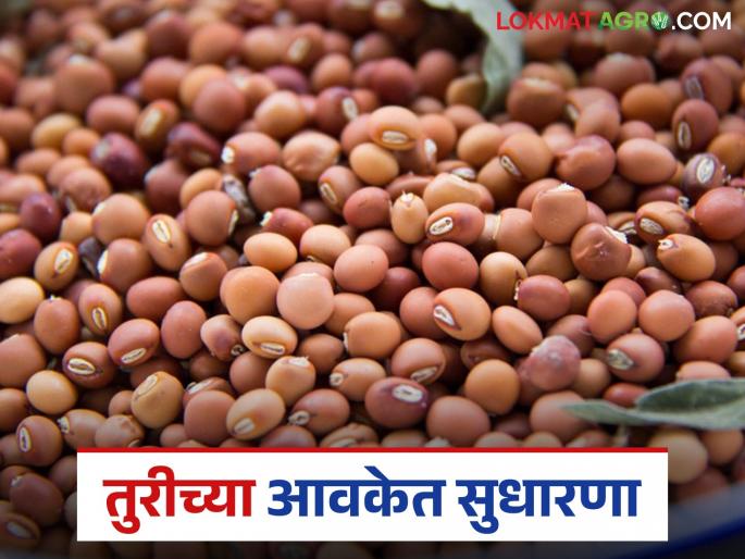 latest news Tur bajar bhav: Tur arrivals improved, prices stable; Good demand for red variety Read in detail | Tur bajar bhav : तुरीची आवक सुधारली, दर स्थिर; लाल जातीला चांगली मागणी वाचा सविस्तर