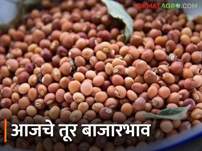 Tur Bazaar Bhav: How much is the arrival of Pigeon Pea in the current season; Read in detail what price is being obtained | Tur Bajar Bhav : ऐन हंगामात तूरीची आवक किती; काय भाव मिळतोय ते वाचा सविस्तर