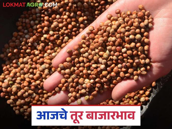Tur Bajar Bhav : The arrival of red Tur is increasing; Read in detail how the price is being obtained | Tur Bajar Bhav : लाल तुरीची आवक वाढतेय; कसा मिळतोय दर ते वाचा सविस्तर Tur Bajar Bhav : The arrival of red Tur is increasing; Read in detail how the price is being obtained | Tur Bajar Bhav : लाल तुरीची आवक वाढतेय; कसा मिळतोय दर ते वाचा सविस्तर