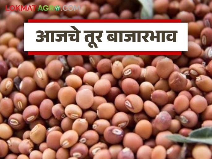latest news Tur Bajar Bhav : Red and white tur is in demand in the market; Read in detail how the price was obtained | Tur Bajar Bhav : बाजारात लाल-पांढऱ्या तुरीला मागणी; कसा मिळाला दर ते वाचा सविस्तर