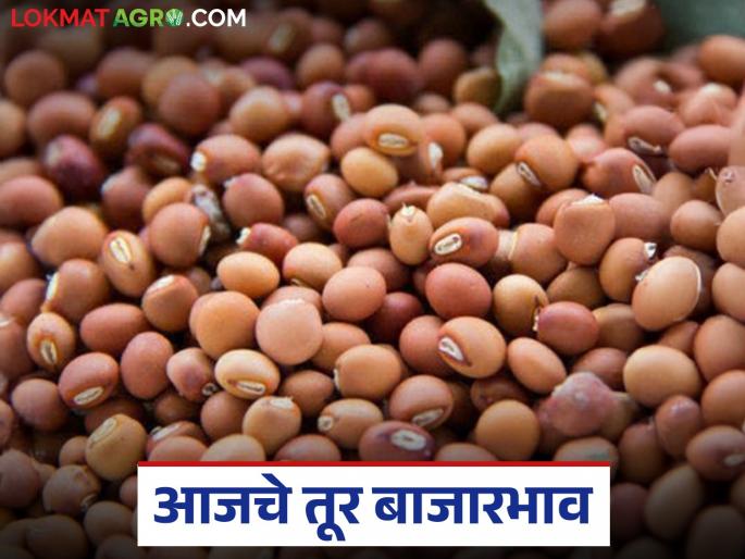 latest news Tur Bajar Bhav : Today's Tur Bajar Update; Review of demand, arrivals and prices | Tur Bajar Bhav : आजचा तूर बाजार अपडेट; आवक आणि दरांचा आढावा