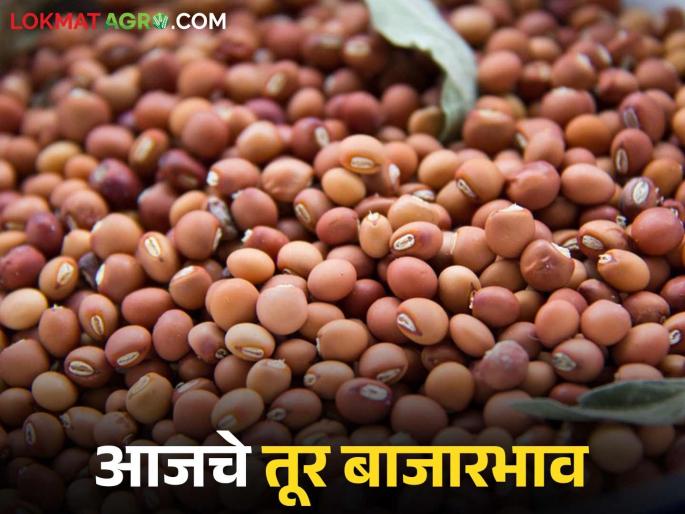 latest news Tur bajar bhav: Good news for tur farmers; Prices cross 7 thousand mark Read in detail | Tur bajar bhav : तूर शेतकऱ्यांसाठी खुशखबर; दरांनी ओलांडला ७ हजाराचा टप्पा वाचा सविस्तर