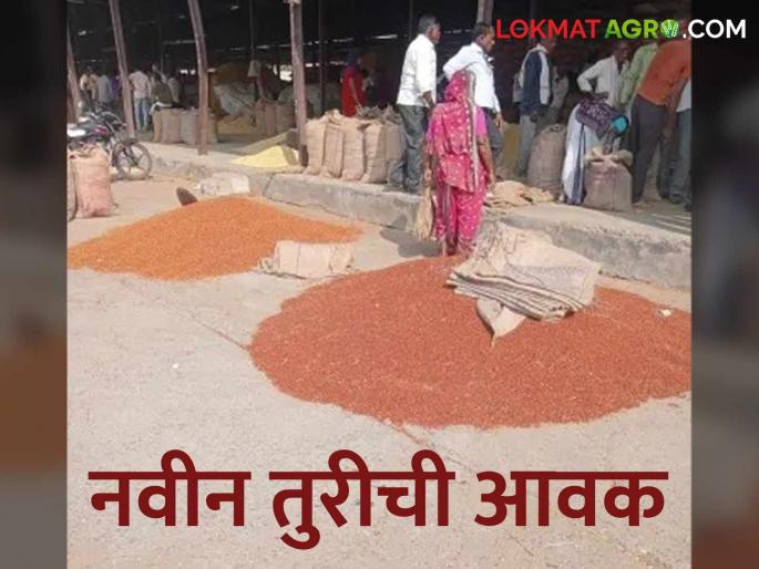 Tur Market: New arrivals of tur have started in the market; Read the price in detail | Tur Market : बाजारात नवीन तुरीची आवक सुरू; असा मिळतोय दर वाचा सविस्तर