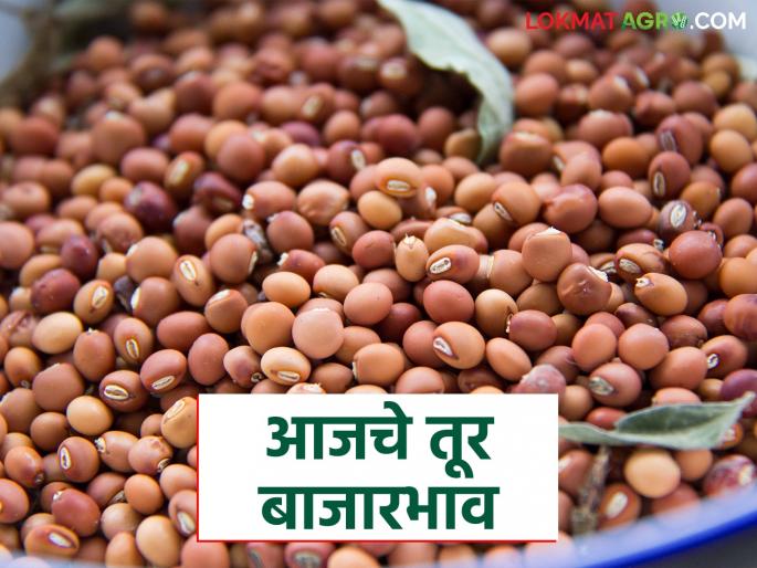 latest news Tur bajar bhav: Tur arrivals are low; Good prices for red and white Tur Read in detail | Tur bajar bhav : तुरीची आवक कमी; लाल-पांढऱ्या तुरीला चांगला दर वाचा सविस्तर