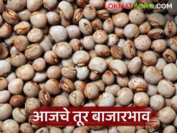 latest news Tur Bajar Bhav: Tur arrivals in the state market have decreased; Read the price fluctuations in detail | Tur Bajar Bhav : राज्यातील बाजारपेठेत तुरीची आवक घटली; दरात चढ-उतार वाचा सविस्तर