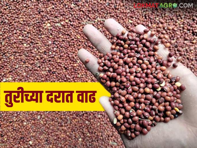 Hingoli Market Yard: Turmeric prices increase; Turmeric prices fall Read in detail | Hingoli Market Yard : तुरीचे भाव वधारले; हळद दरात घसरण वाचा सविस्तर Hingoli Market Yard: Turmeric prices increase; Turmeric prices fall Read in detail | Hingoli Market Yard : तुरीचे भाव वधारले; हळद दरात घसरण वाचा सविस्तर