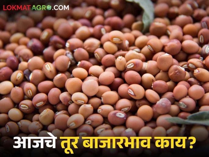latest news Tur bajar bhav: Red tur is the highest price; Akola market has reached the highest price. Read in detail | Tur bajar bhav : लाल तूर खातेय भाव; अकोला बाजारात गाठला सर्वाधिक दर वाचा सविस्तर latest news Tur bajar bhav: Red tur is the highest price; Akola market has reached the highest price. Read in detail | Tur bajar bhav : लाल तूर खातेय भाव; अकोला बाजारात गाठला सर्वाधिक दर वाचा सविस्तर