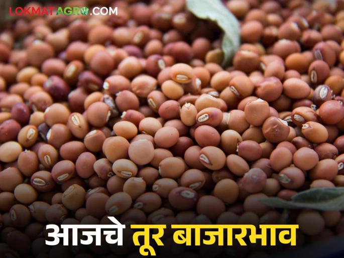 latest news Tur bajar bhav: Arrivals surge in market committees; Tur price hiked today Read in detail | Tur bajar bhav : बाजार समित्यांमध्ये आवक उसळली; आज तुरीला भरघोस दर वाचा सविस्तर latest news Tur bajar bhav: Arrivals surge in market committees; Tur price hiked today Read in detail | Tur bajar bhav : बाजार समित्यांमध्ये आवक उसळली; आज तुरीला भरघोस दर वाचा सविस्तर