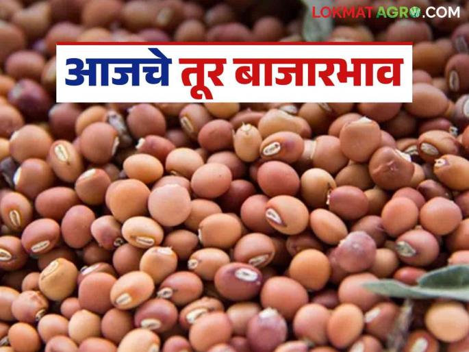 Tur Bazaar Bhav: Arrival of 'these' Tur in Latur market has increased; Read in detail how the price is being obtained | Tur Bajar Bhav : लातूर बाजारात 'या' तुरीची आवक वाढली; कसा मिळतोय दर ते वाचा सविस्तर Tur Bazaar Bhav: Arrival of 'these' Tur in Latur market has increased; Read in detail how the price is being obtained | Tur Bajar Bhav : लातूर बाजारात 'या' तुरीची आवक वाढली; कसा मिळतोय दर ते वाचा सविस्तर